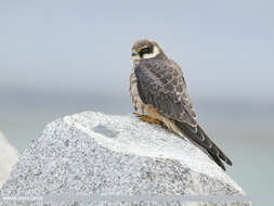 Image of Eurasian Hobby