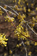 Plancia ëd Cornus officinalis Siebold & Zucc.