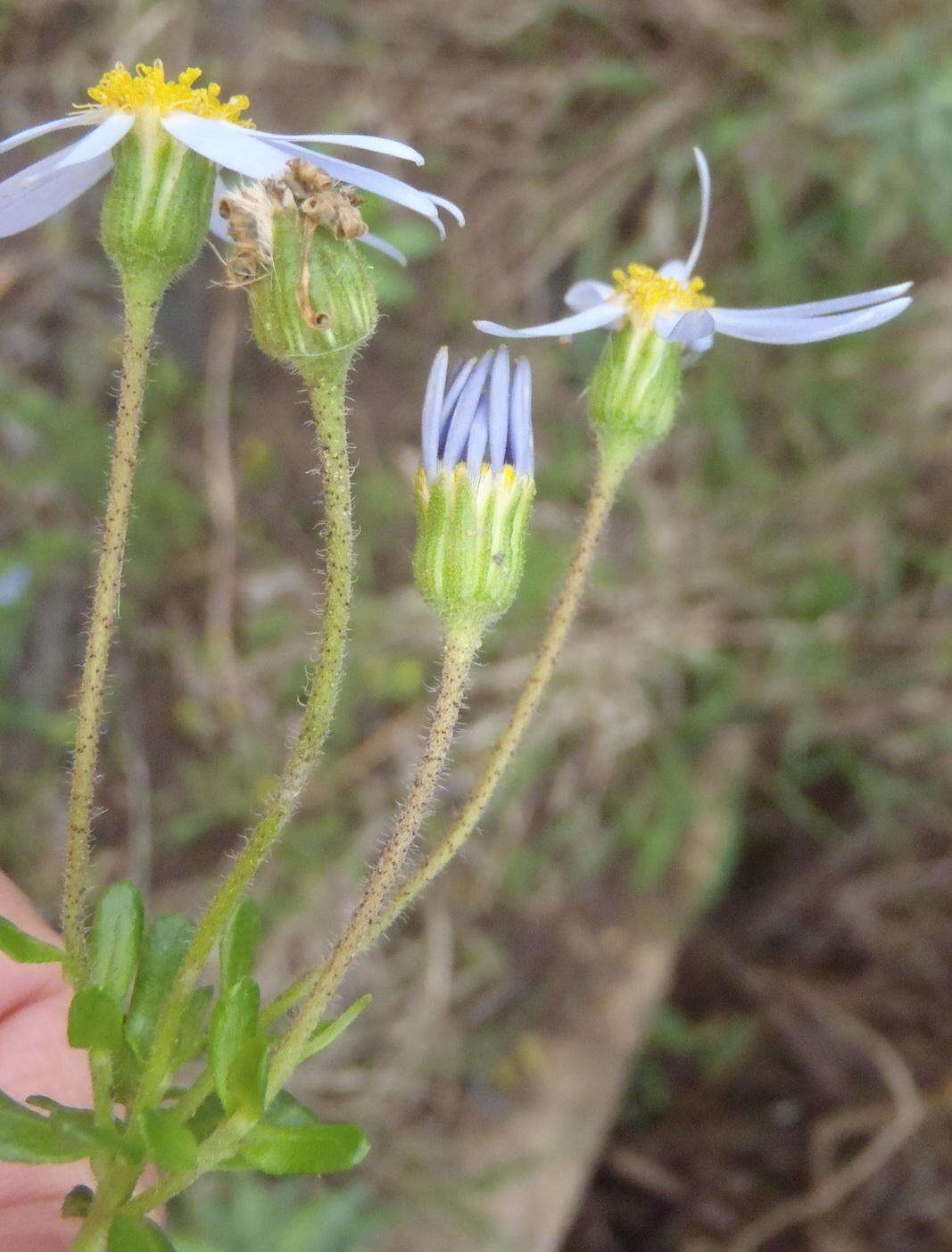 Image of Blue aster