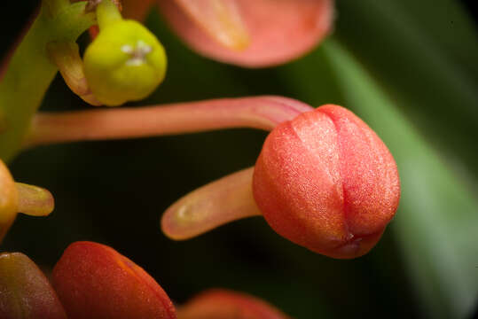 Image of Vanda curvifolia (Lindl.) L. M. Gardiner