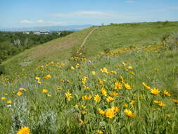 Image of oneflower helianthella