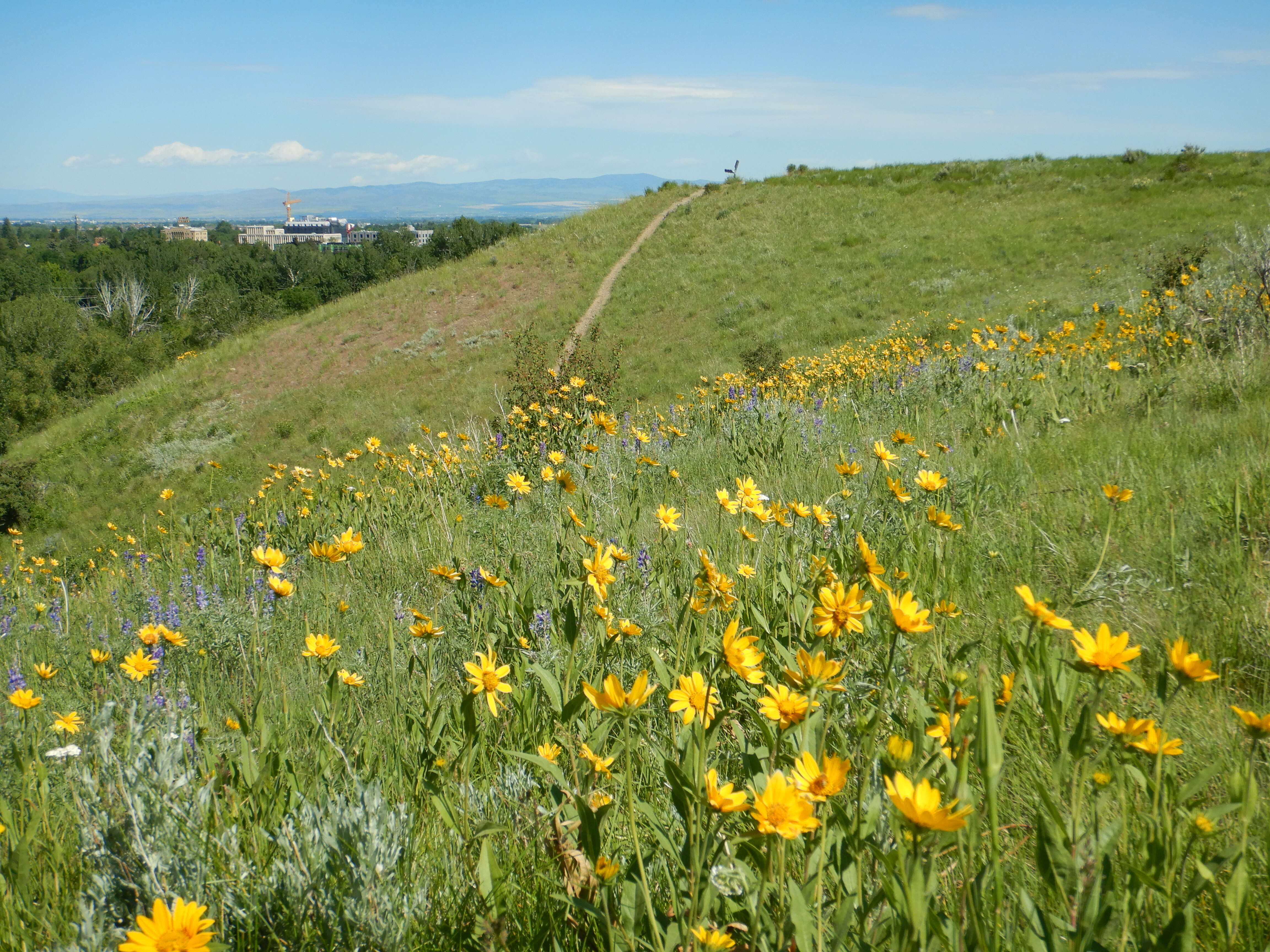 Image of oneflower helianthella