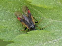 Adelphocoris seticornis (Fabricius 1775)的圖片