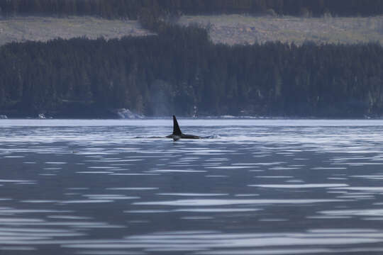 Image of killer whale