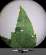 Image of Echinops bannaticus Rochel ex Schrad.
