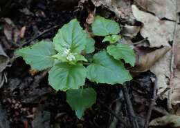 Image of Alpine enchanter’s-nightshade