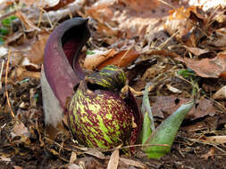 Image of Clumpfoot Cabbage