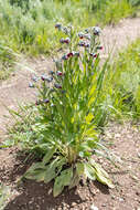 Plancia ëd Cynoglossum officinale L.