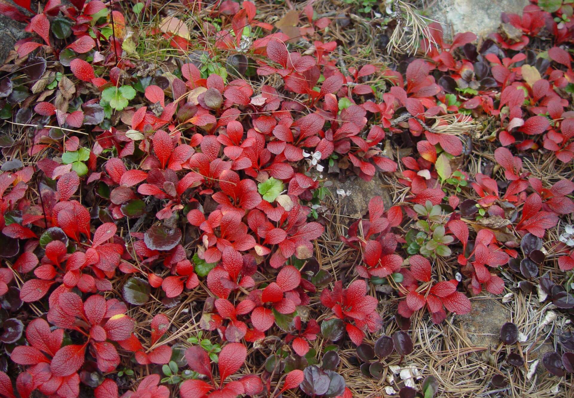 Image of Alpine bearberry