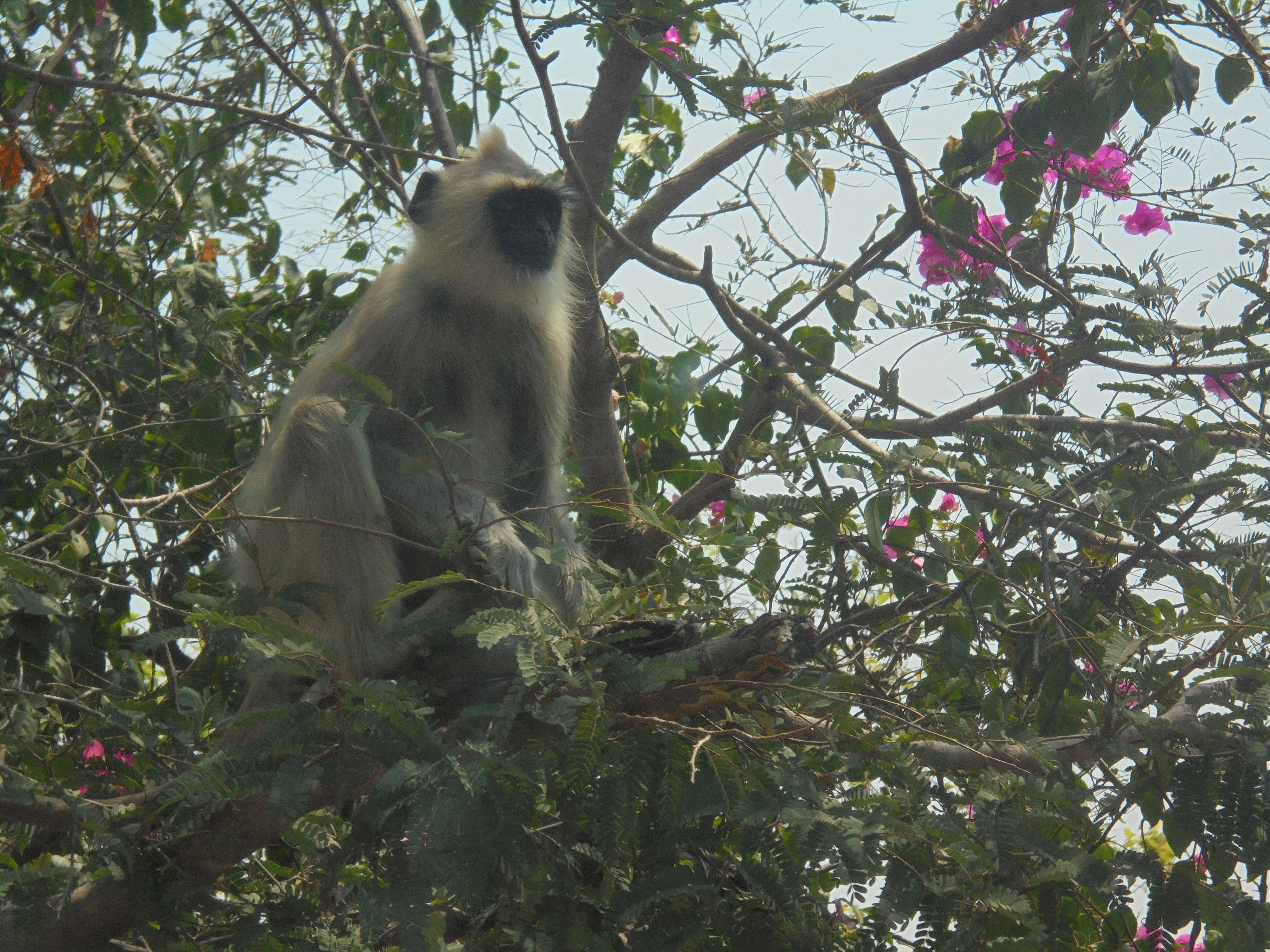 صورة Semnopithecus priam Blyth 1844