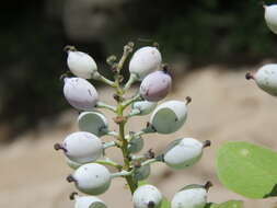 Image of Berberis aristata DC.