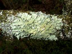 Image of Common greenshield lichen