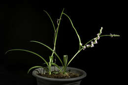 Image of Chinese Spiranthes