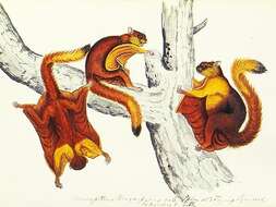 Image of Hodgson's Giant Flying Squirrel