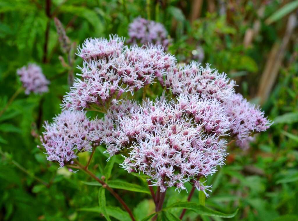 Image of hemp agrimony