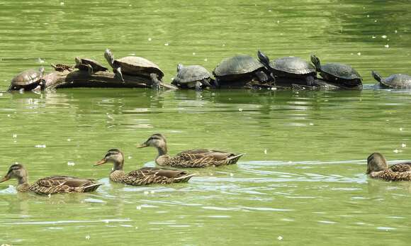 Image of slider turtle, red-eared terrapin, red-eared slider