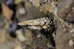 Image of goose-necked barnacle