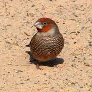 Image of Red-headed Finch