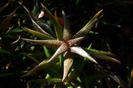 Image of Aloe jucunda Reynolds