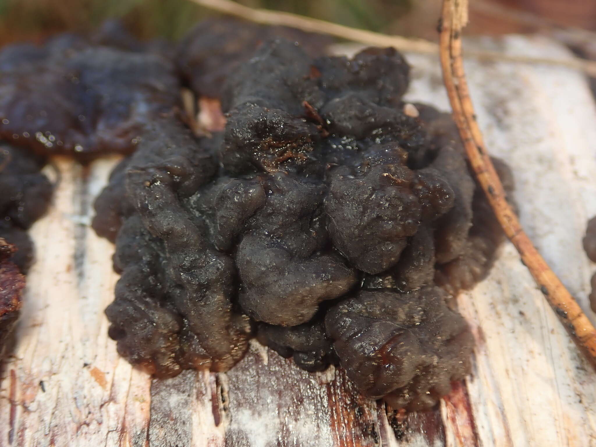 Image of Exidia nigricans (With.) P. Roberts 2009