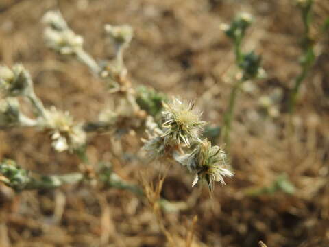 Image of field cudweed