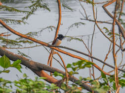 Image of Asian Paradise-Flycatcher