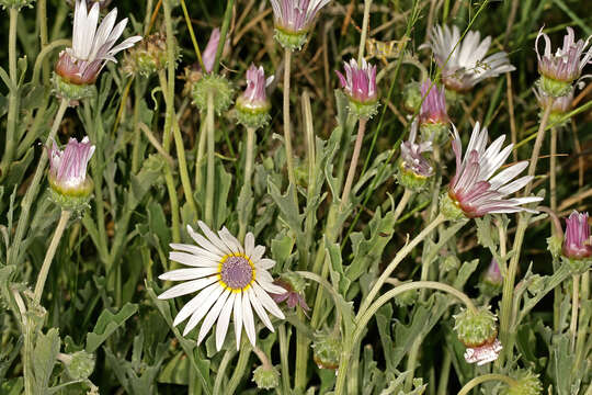 Image of Free State daisy