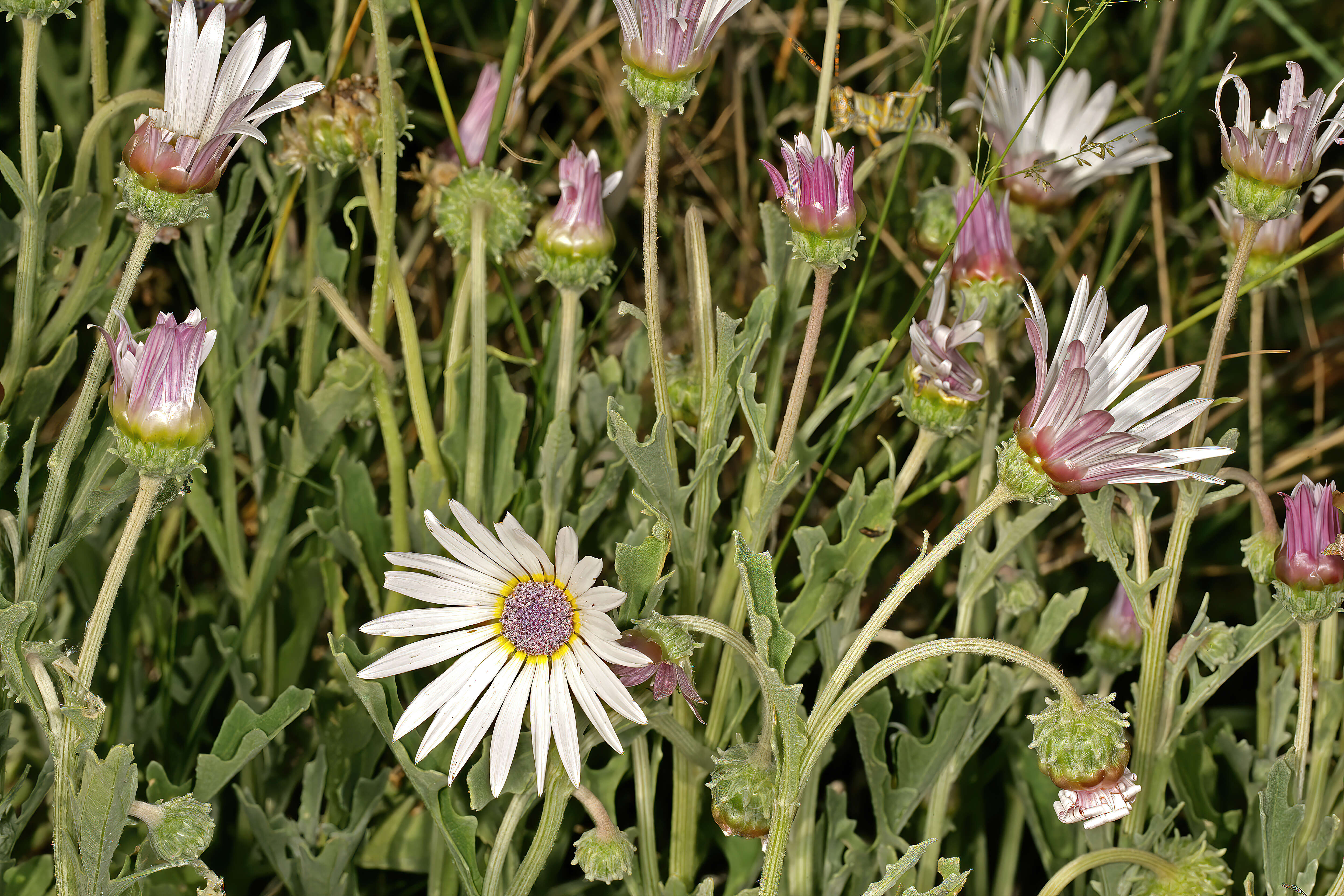 Image of Free State daisy