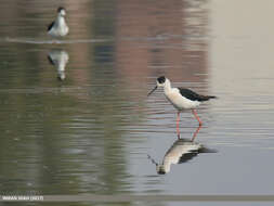 Image of Black-winged Stilt