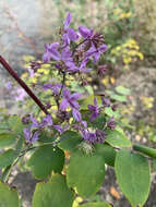 Image of Thalictrum rochebruneanum