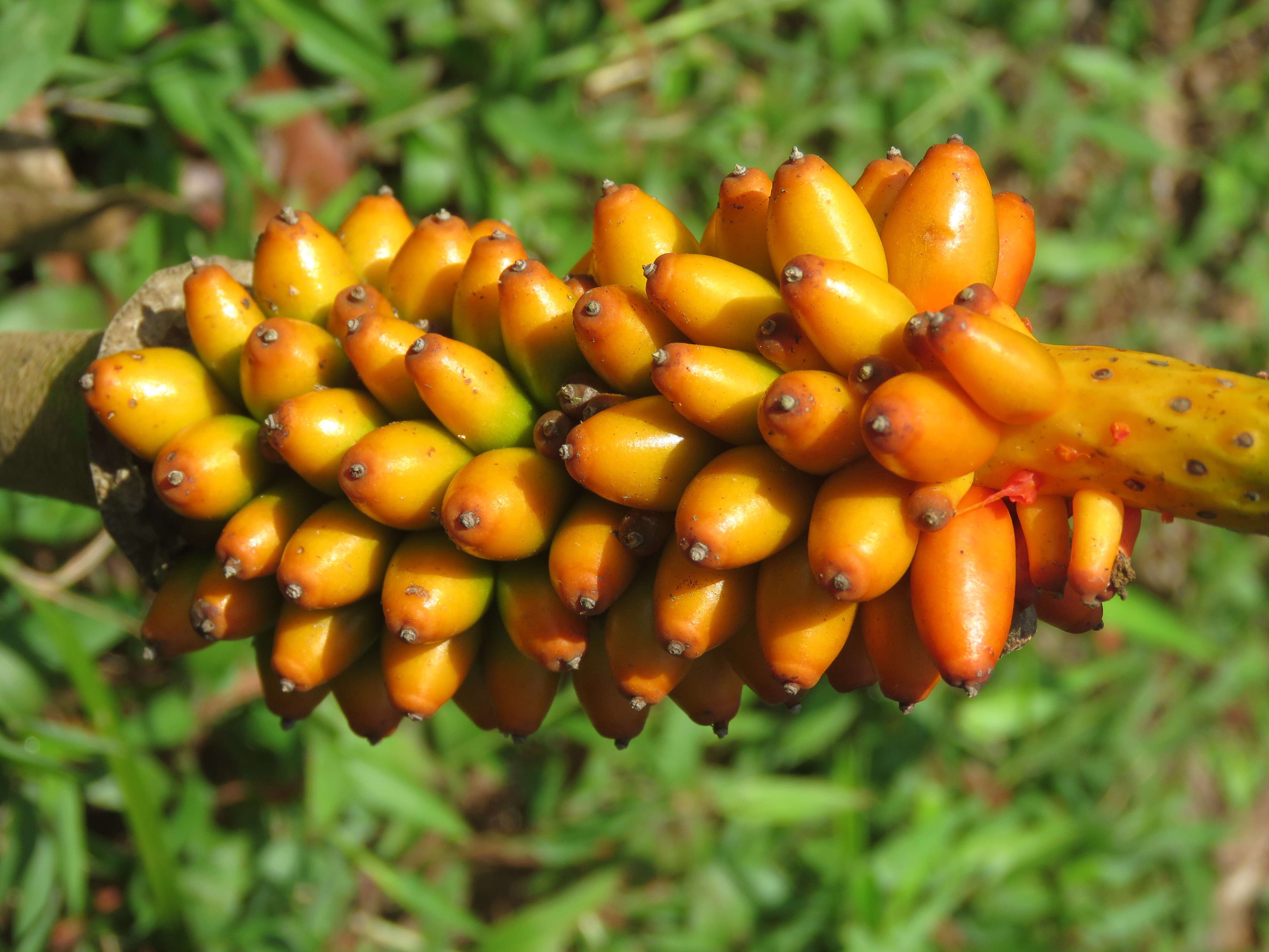 Imagem de Amorphophallus sylvaticus (Roxb.) Kunth