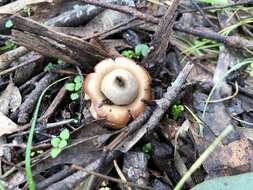 Plancia ëd Geastrum triplex Jungh. 1840