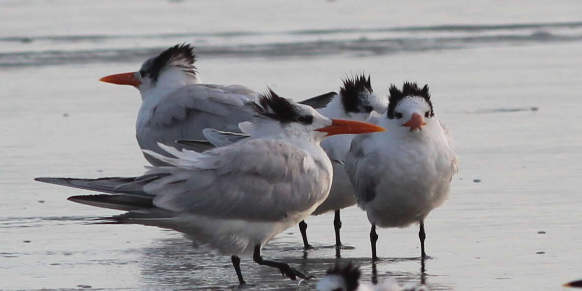 Image of Royal Tern