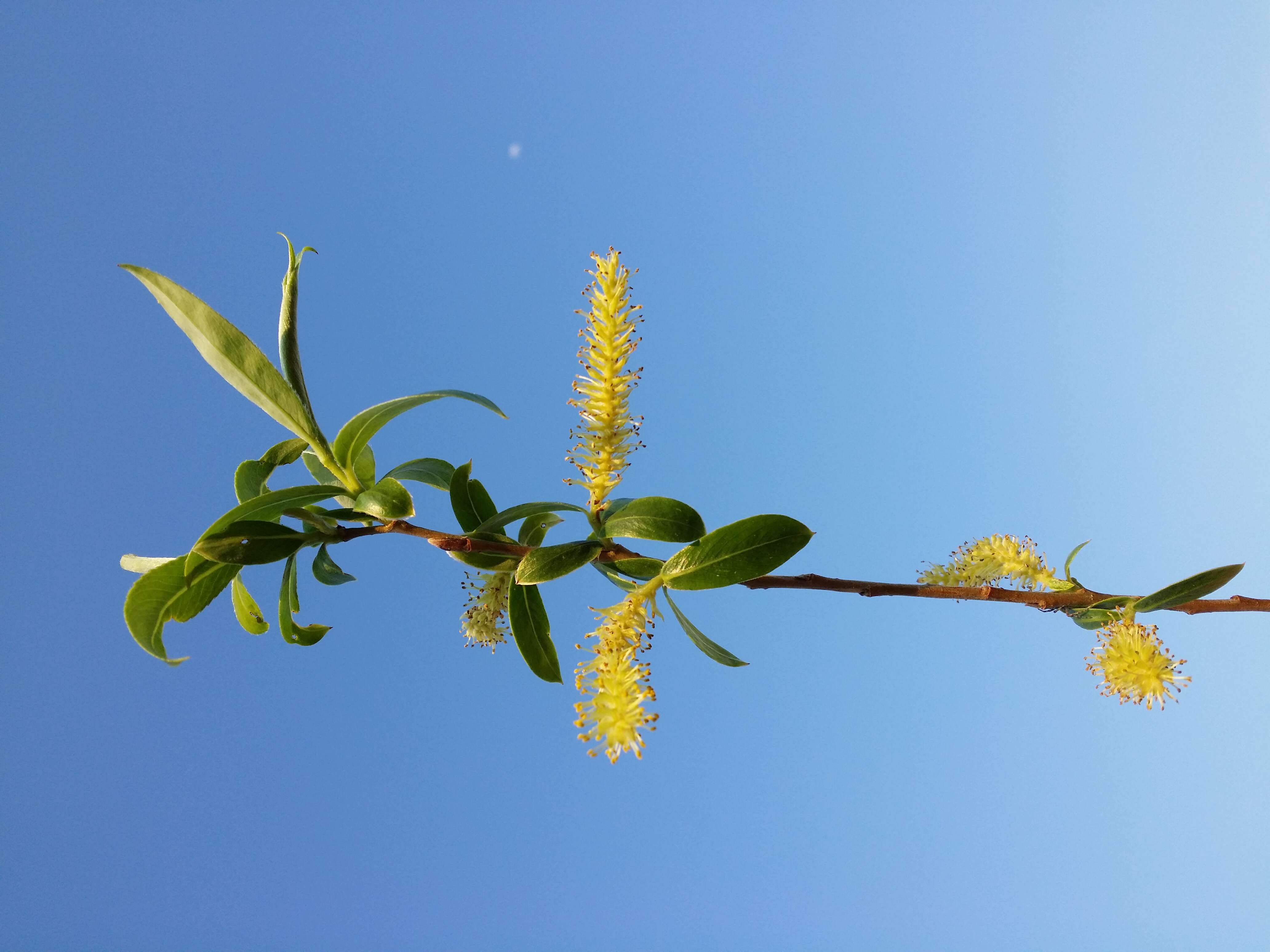 Image of White Willow