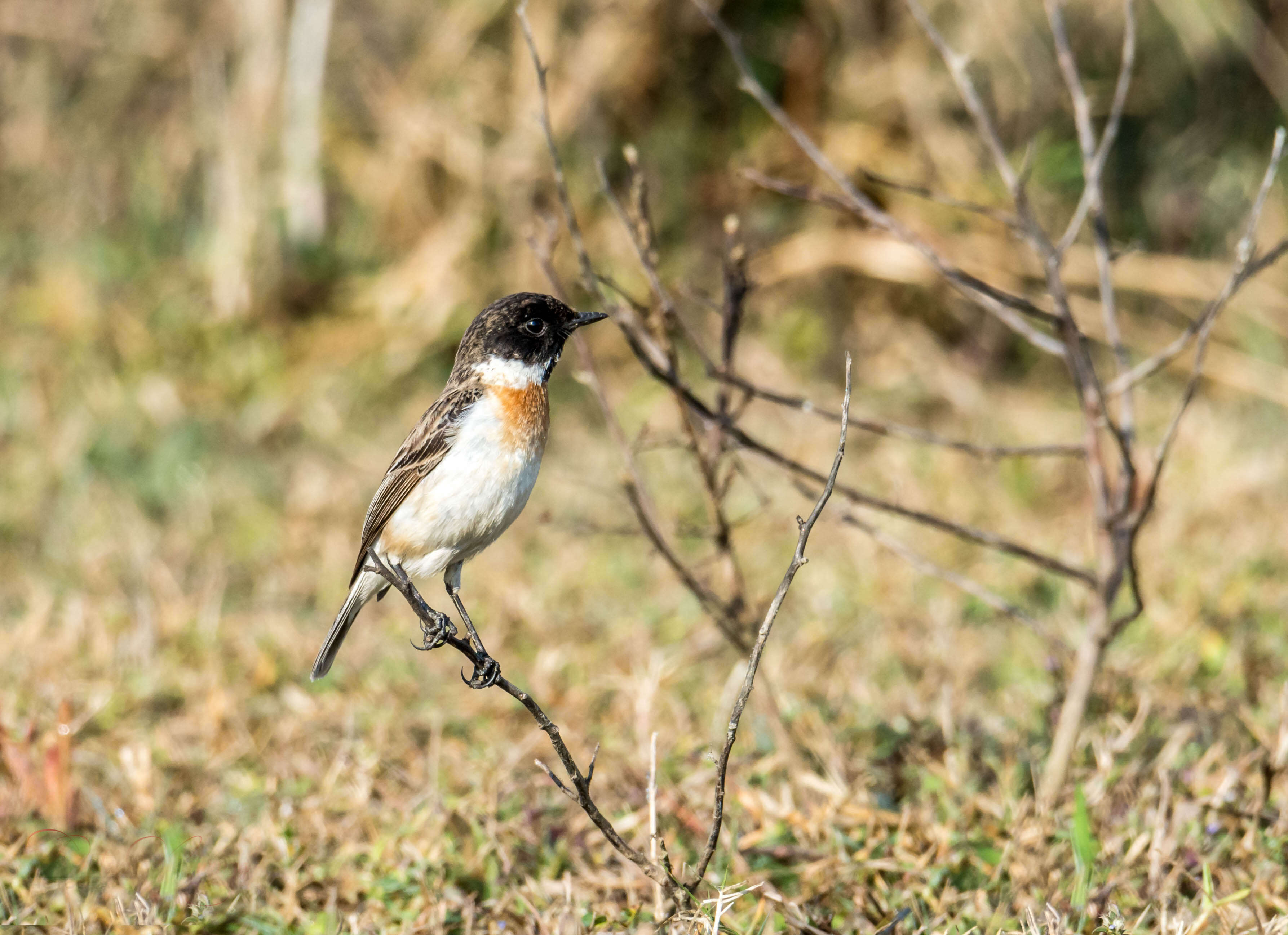 Saxicola leucurus (Blyth 1847) resmi