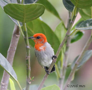 Image of Scarlet-headed Flowerpecker