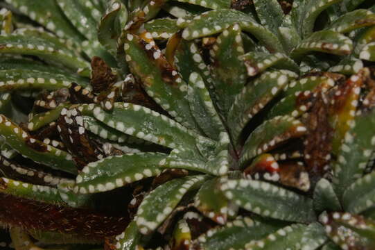 Image of Saxifraga crustata Vest