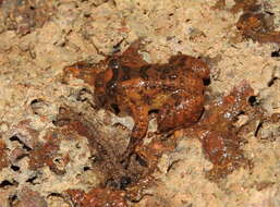 Image of Castle Rock Wrinkled Frog