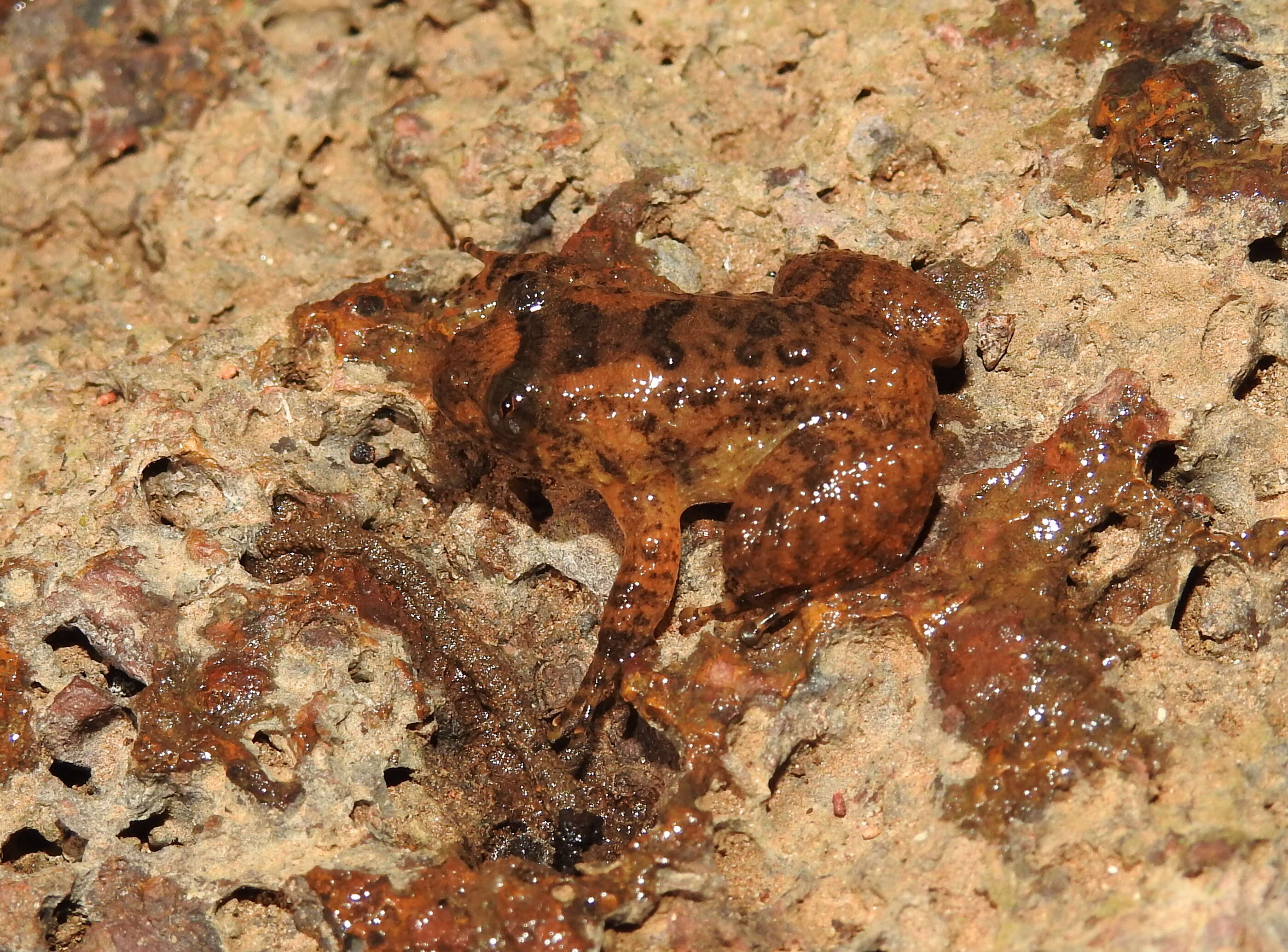 Image of Castle Rock Wrinkled Frog