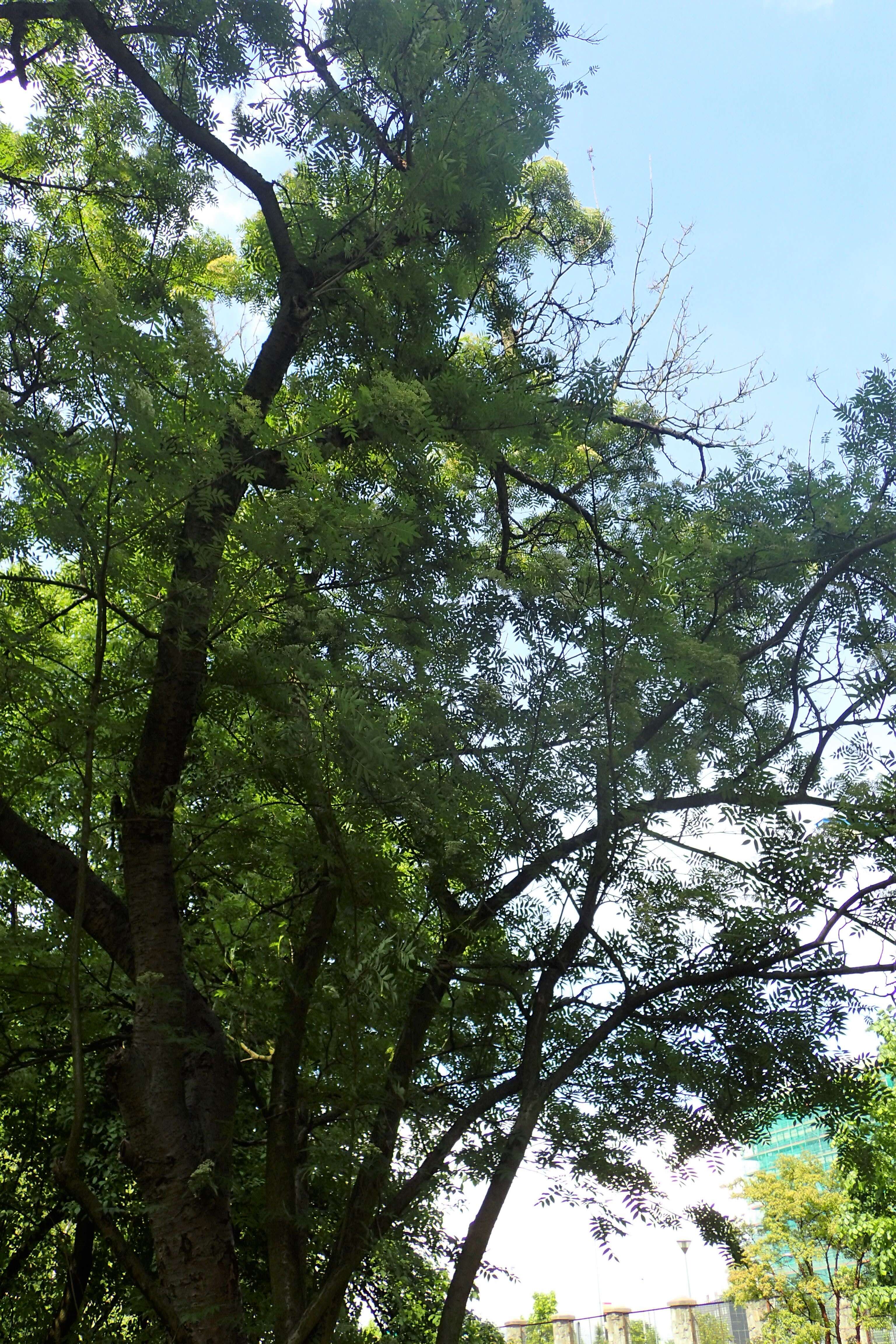 Image of Japanese Rowan