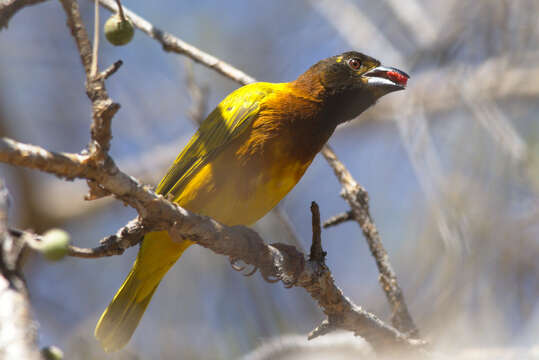 Image of Juba Weaver