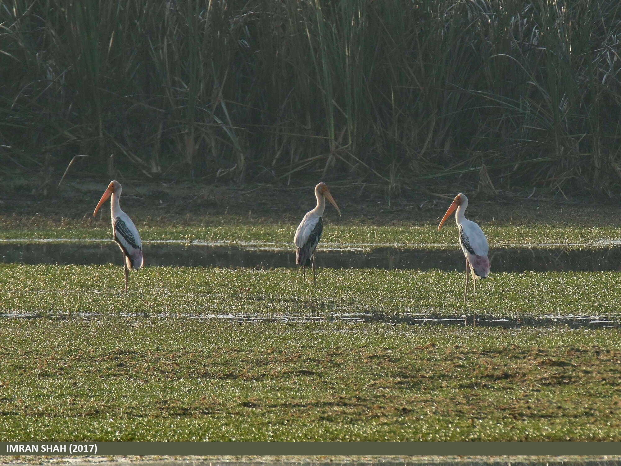 Image of Painted Stork