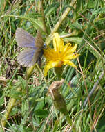 Image of fall dandelion