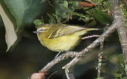 Image of Yellow-winged Vireo