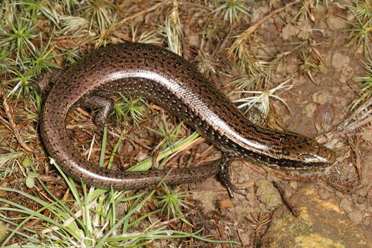 Image of Heward's Galliwasp