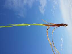 Image of Tufted Sedge