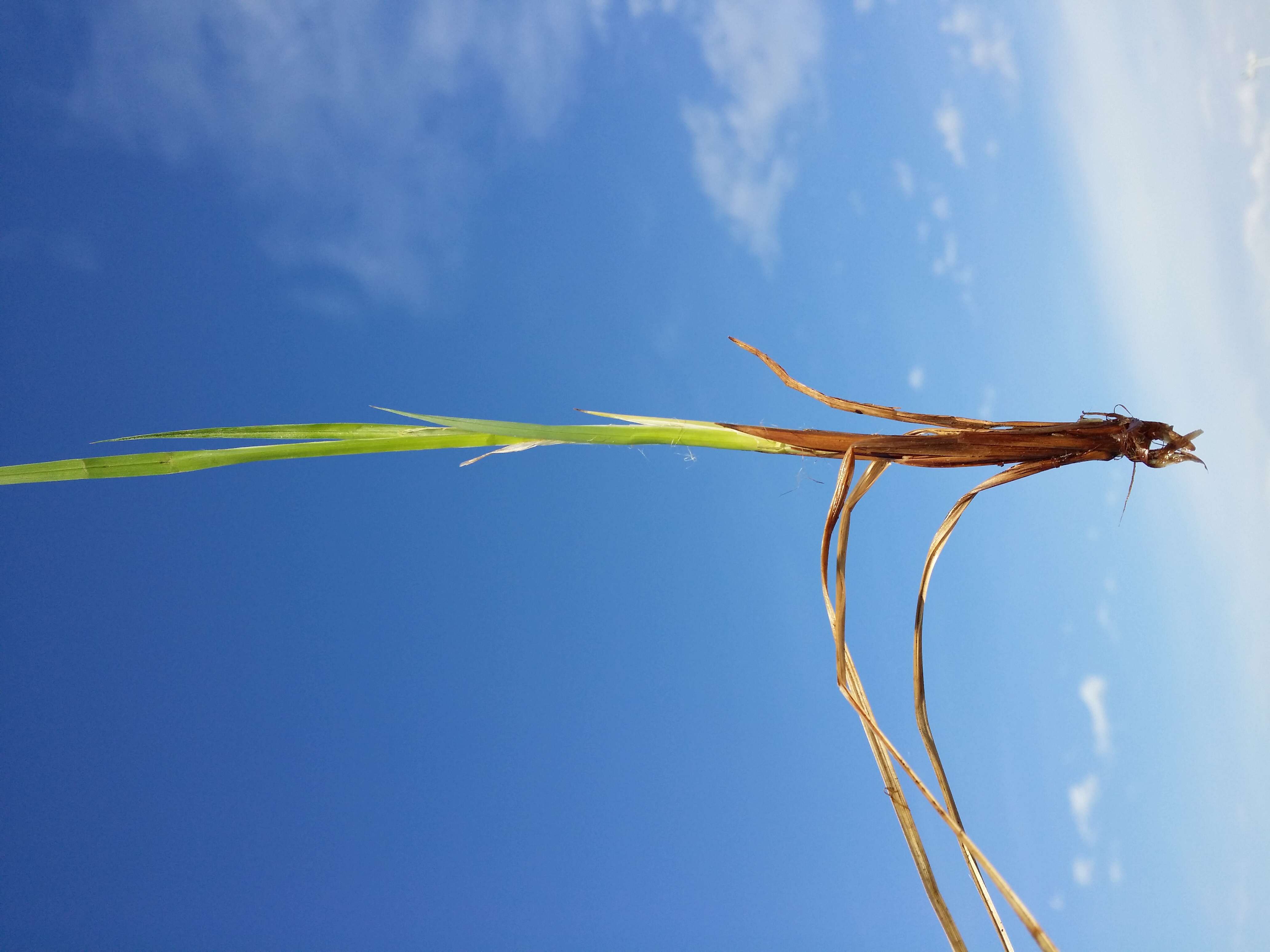 Image of Tufted Sedge