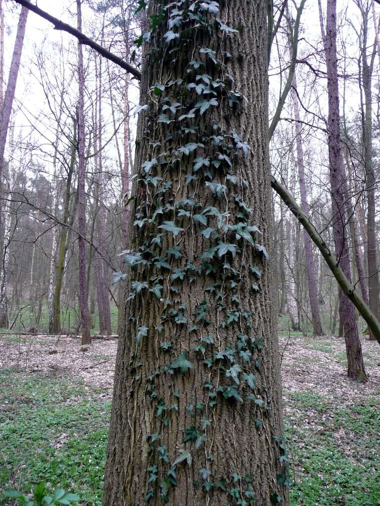 Hedera nepalensis K. Koch resmi