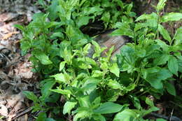 Image of common buckthorn