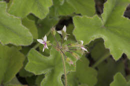 Image of Pelargonium tomentosum Jacq.